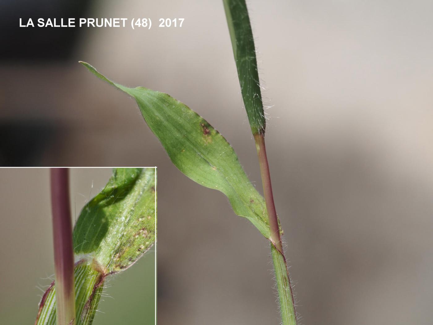 Finger-grass, Common leaf